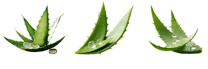 Png Set Aloe vera leaves with sliced extract arranged on transparent background - obrazy, fototapety, plakaty