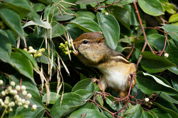 Chipmunk cutely eating some flowers