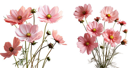 Png Set Pink cosmos flowers in a studio transparent background large DOF macro closeup - obrazy, fototapety, plakaty