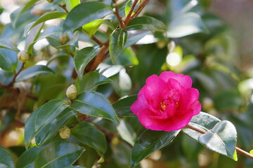 一輪の山茶花