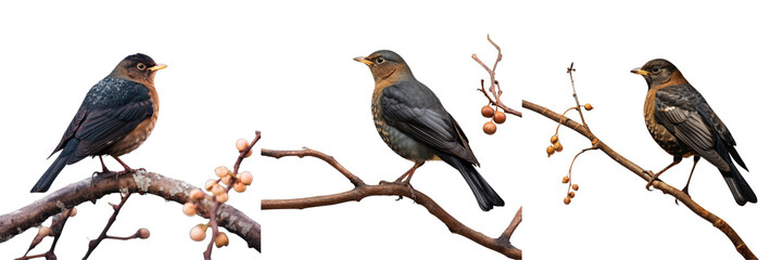 Fototapeta premium Png Set A blackbird perched on a branch observing transparent background