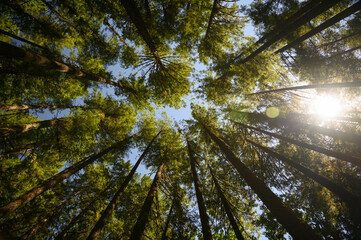 Surrounded by a forest