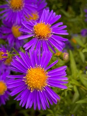 purple and yellow flowers