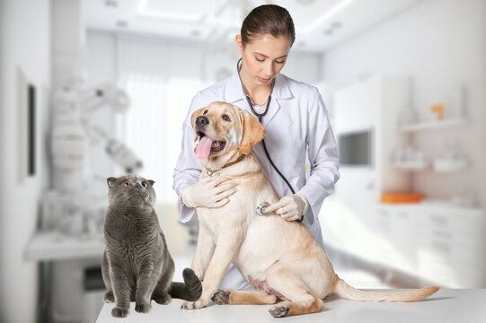 Vet doctor with dog and cat in clinic, AI generated image