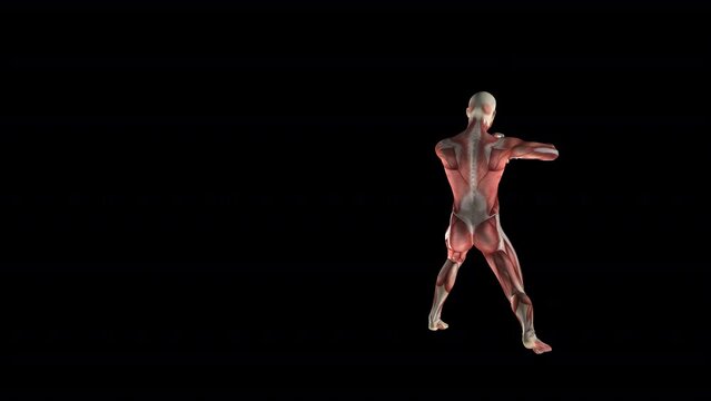 Male Fighter - Muscles Map - Martial Arts Combo - III - Alpha Channel - 3D animation loop isolated on transparent background