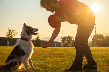 white man training his border collie dog to shake his paw. Pet and owner enjoying a sunny day in...