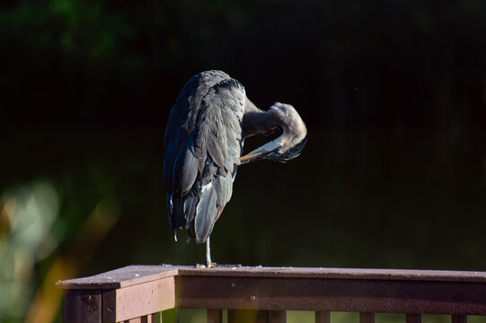 gret blue heron preening