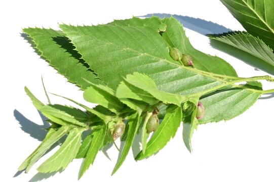 Galls on the leaves of Chonowski's hornbeam (Carpinus tschonoskii). Galls are abnormal parts of plants due to parasitism such as insects.