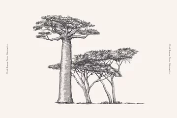 Foto op Aluminium Mighty baobab and acacia in engraving style. Hand drawn African savanna plants. Vintage botanical illustration on a light isolated background. © KOSIM