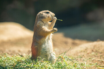 Black-tailed prairie dog (Cynomys ludovicianus)
