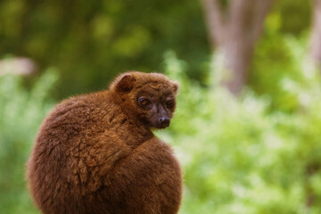 red-fronted brown lemur with long beautiful tail