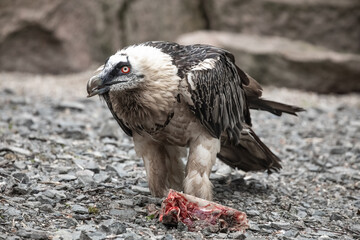 Bearded vulture (Gypaetus barbatus) hawk