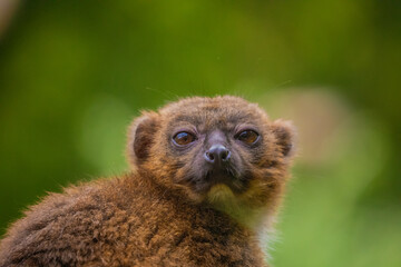 red-fronted brown lemur with long beautiful tail