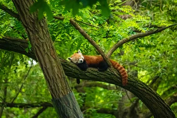 Fotobehang cute Red panda walking tree closeup and looking eyes © Elena