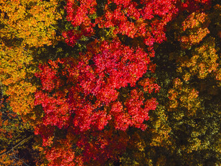 Overhead of Autumn in Wisconsin USA