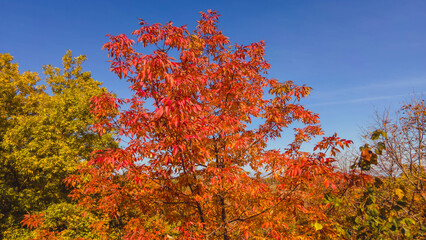 Blue sky with autumn leaves in Wisconsin