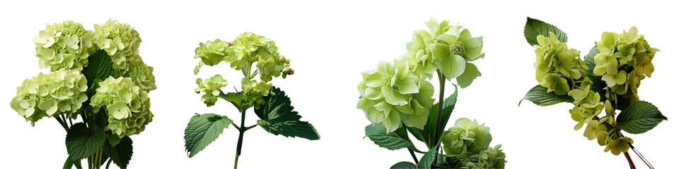 Png Set Hydrangea shrub during early growth stage isolated on transparent background studio macro shot