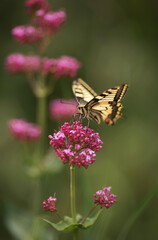 Eastern Tiger Swallowtail on a purple flower. Beautiful butterfly pollinating on pink flower. Eastern Tiger Swallowtail sipping nectar from pink flowers. 