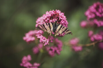 Butterfly with damaged wings. Eastern Tiger Swallowtail on a purple flower. Beautiful butterfly...