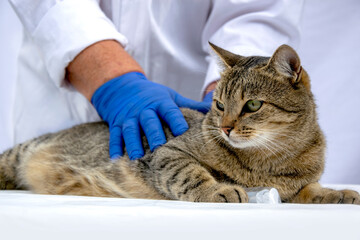 Cute cat at the veterinarian's appointment. Examination of a cat in the clinic. Veterinary medicine. Doctor's hands in blue rubber nitrile gloves.