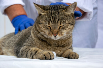 A veterinarian doctor holds a young tabby cat on the examination table. Hands in surgical gloves touch the head, trying to calm the cat. Examination of the kitten before vaccination. 