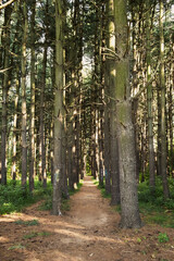 Path through tall trees