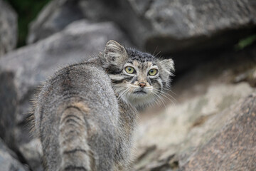 Pallas's cat Manul Otocolobus manul cute wild cat