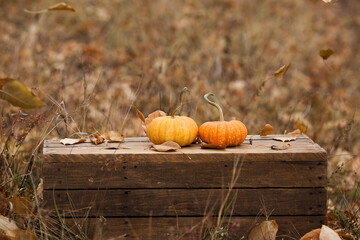 Pumpkins on a Rustic Bench with Leaves