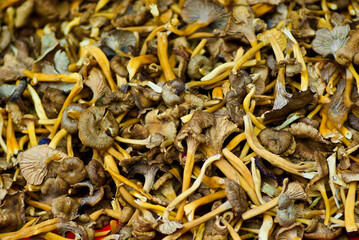 Close-up of funnel chanterelles for sale at farmers market in autumn. 