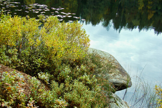 Woodland tarn with cloud reflections and fall colored sweet gale plants. 