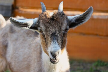 Obraz premium portrait of a donkey
