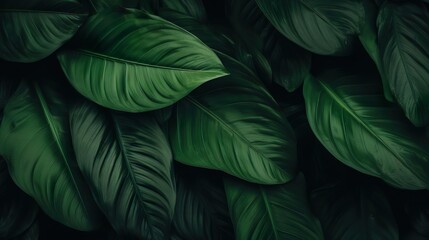 Fototapeta premium abstract green leaf texture nature background tropic