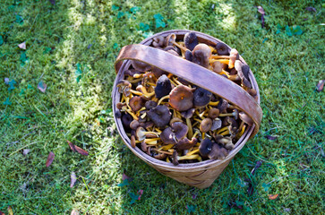 Newly picked funnel chanterelles in wooden basket standing in the forest moss in autumn.