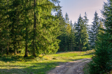 Fototapeta na wymiar Rural road in Carpathian green forest