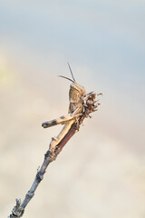 brown grasshopper perched on a branch