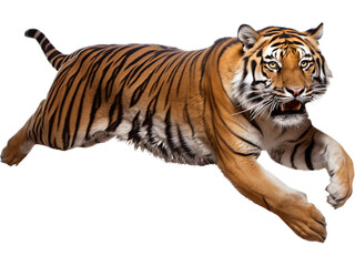 Fototapeta premium Bengal Tiger Leaping Transparently
