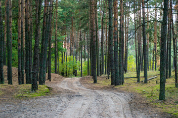 Rural road in Carpathian green forest