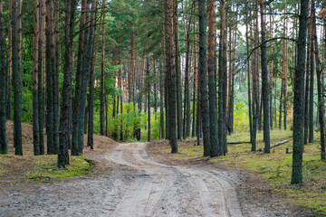 Fototapeta na wymiar Rural road in Carpathian green forest