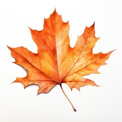 Fall Leaf Watercolor Illustration on a White Background
