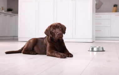 Cute chocolate Labrador Retriever puppy near feeding bowl on floor indoors. Lovely pet