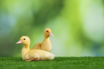 Cute fluffy ducklings on artificial grass against blurred background, space for text. Baby animals
