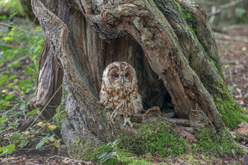 Adult Tawny Owl sat in the base of a tree
