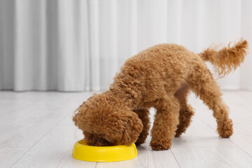 Cute Maltipoo dog feeding from plastic bowl indoors. Lovely pet