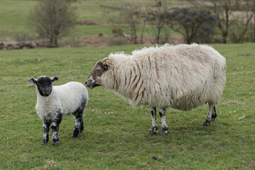Obraz premium Mother sheep looks after her lamb