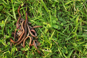 Many earthworms on green grass, top view. Space for text