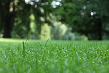 Fresh green grass with water drops growing on meadow in summer, closeup
