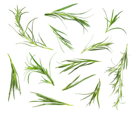 Set with green tarragon isolated on white