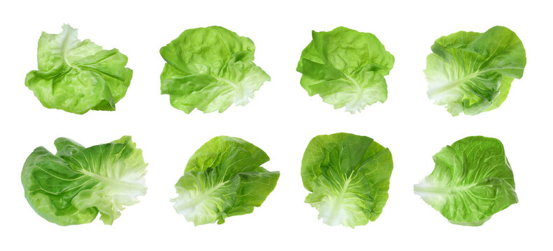 Set with leaves of butter lettuce isolated on white