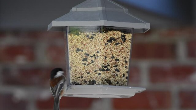 HD Video of several birds eating from a bird feeder, brick wall background. Birds flying landing on bird feeder and taking off, competing for space.
