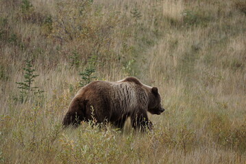 Brown grizzly Bear walking in nature